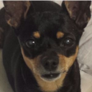 Meet your Posher, Shelly